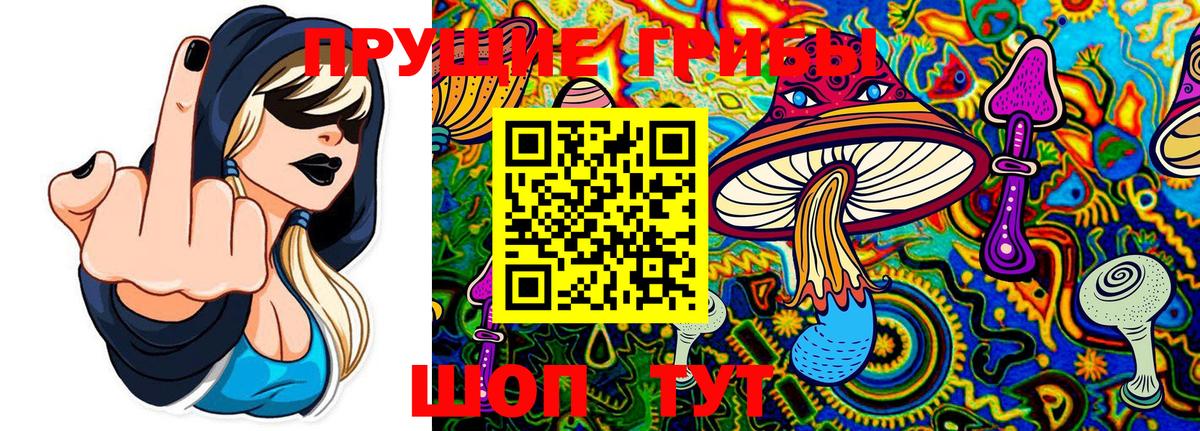 Псилоцибиновые грибы Psilocybine cubensis Торжок